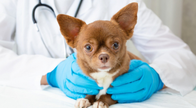 La santé du Chihuahua : généralités