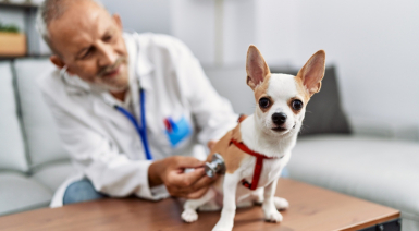 Les maladies chez le Chihuahua