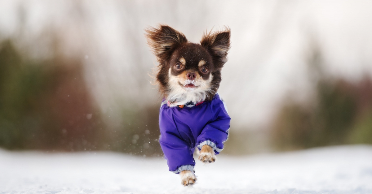 Pourquoi un Chihuahua a t il besoin d un manteau et quelle taille choisir