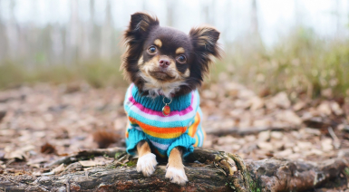 Choisir un pull pour son Chihuahua