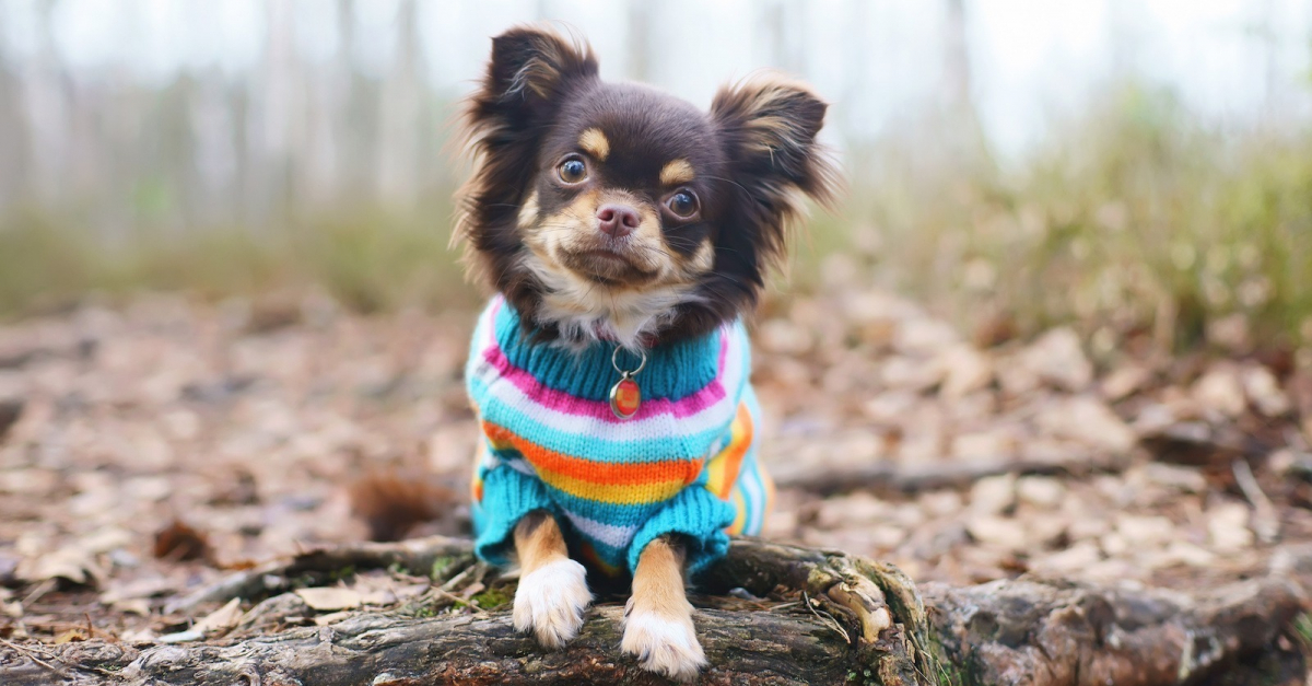 Vetement deals chihuahua male