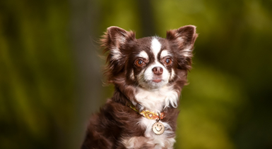 Choisir un collier pour son Chihuahua