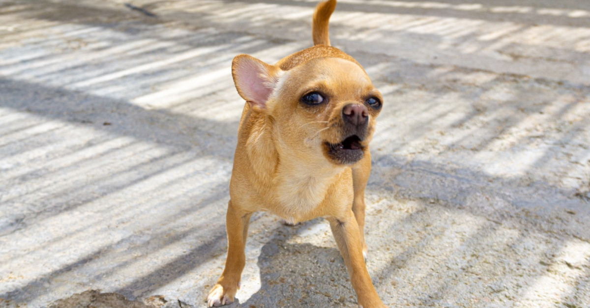 Estce que le Chihuahua aboie beaucoup ? Comprendre les aboiements de son chien