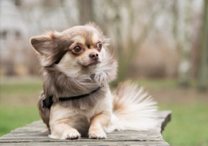 Chihuahua Beige et Blanc avec Accessoires