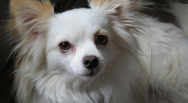 Chihuahua à poil long blanc