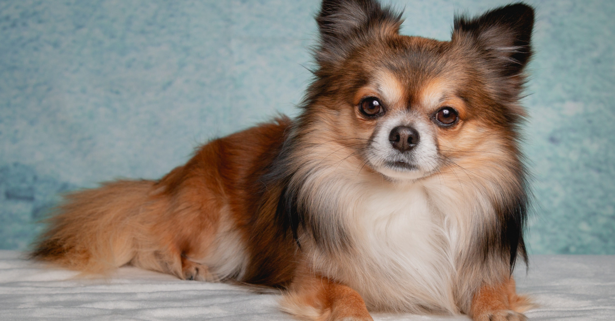 Chihuahua à poil long roux : caractéristiques et photos