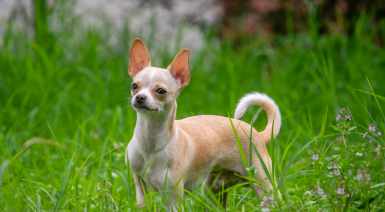 Chihuahua à poil court 