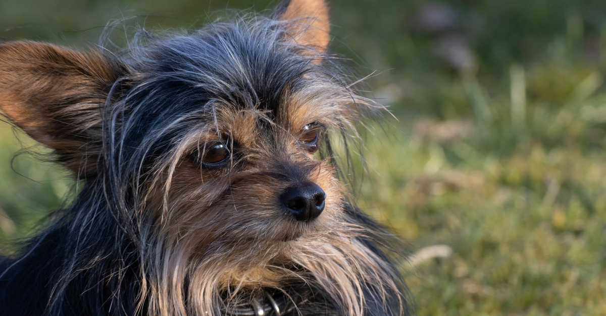 Chihuahua croisé caractéristiques et photos