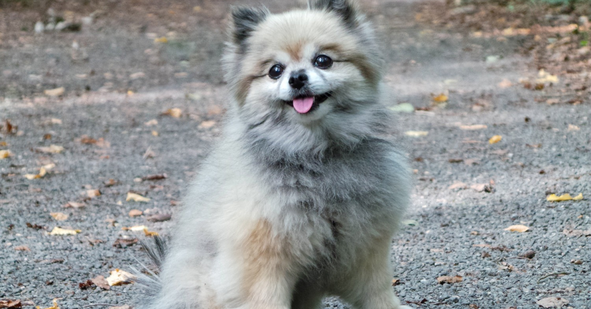 Spitz Crois Chihuahua Prix