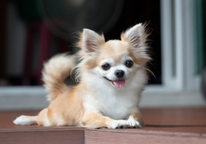 Soulager l’arthrose de son Chihuahua