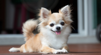 Soulager l’arthrose de son Chihuahua