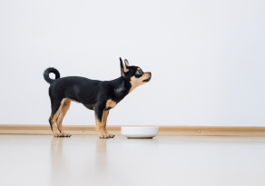 Les besoins nutritionnels du Chihuahua