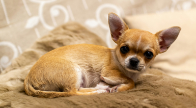 La luxation de la rotule chez le Chihuahua