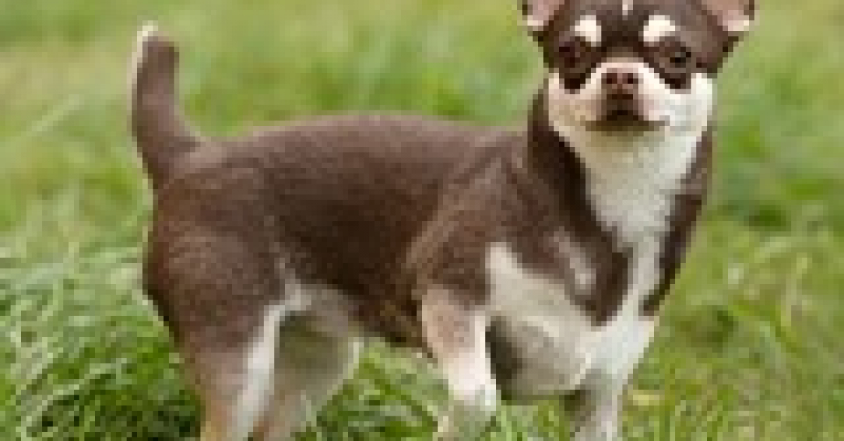 Nos idées de noms pour un Chihuahua mâle ou femelle